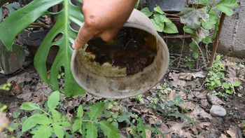 el dengue se transmite a las personas por la picadura del mosquito aedes infectado