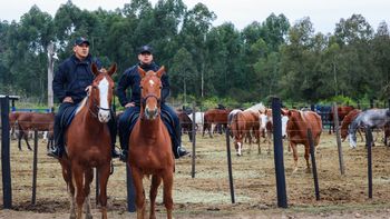 El Ministerio de Seguridad incorpora 32 equinos para fortalecer el Cuerpo de Caballería Provincial