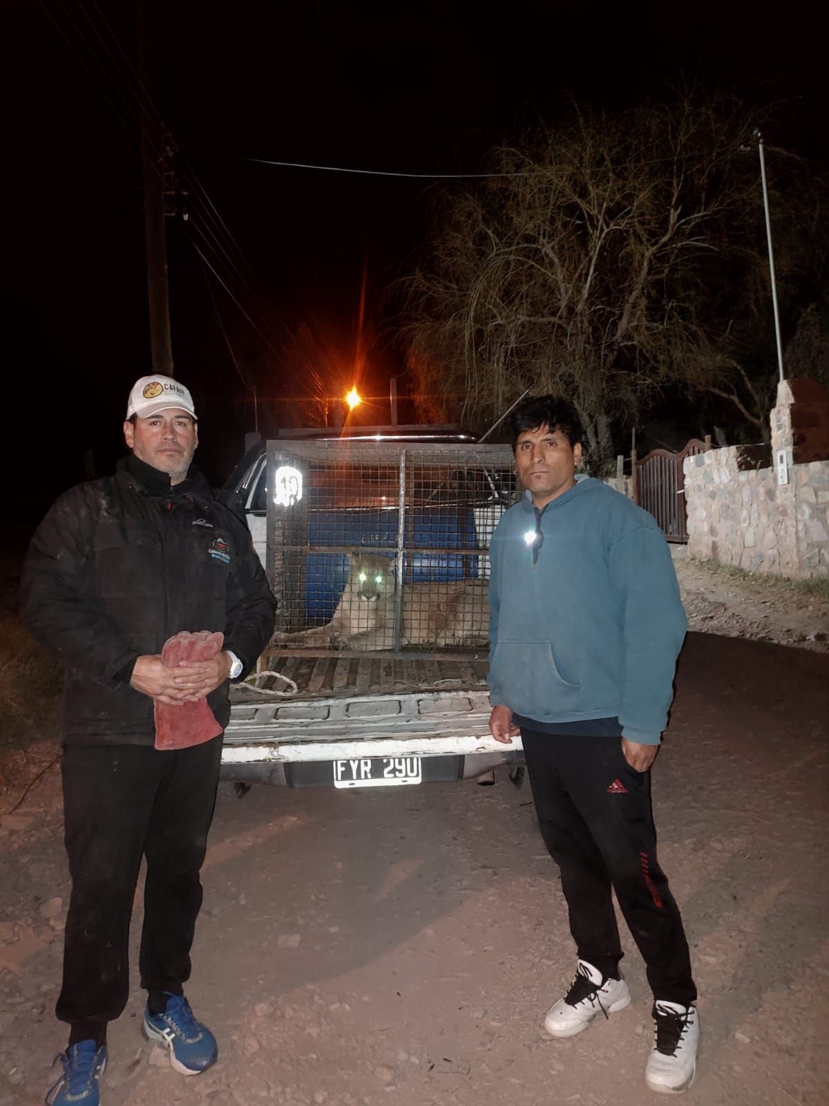 Ambiente rescat&oacute; un ejemplar de puma en Juella