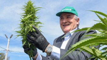 morales puso en marcha la cosecha de cannabis medicinal