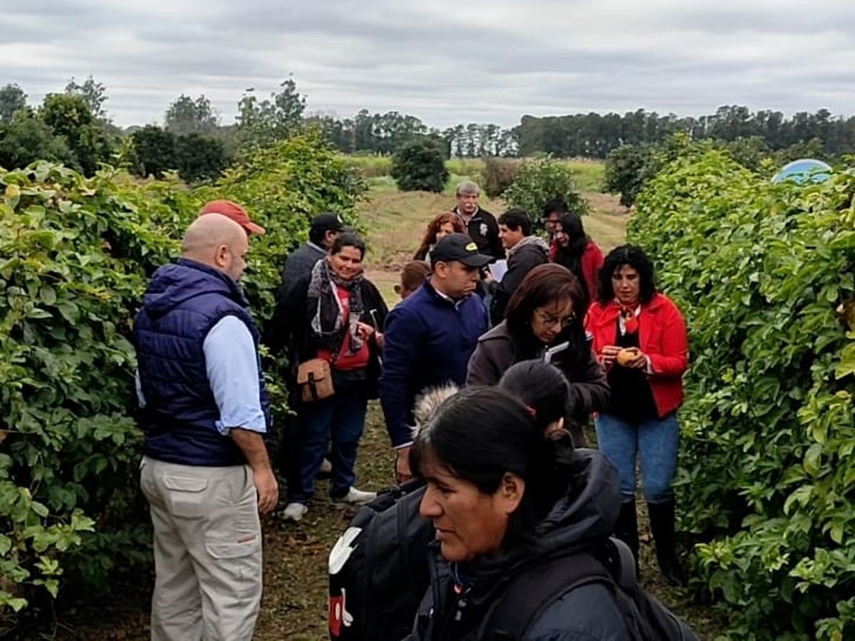 Jujuy impulsa el desarrollo de cuencas de frutas tropicales con foco en el maracuyá