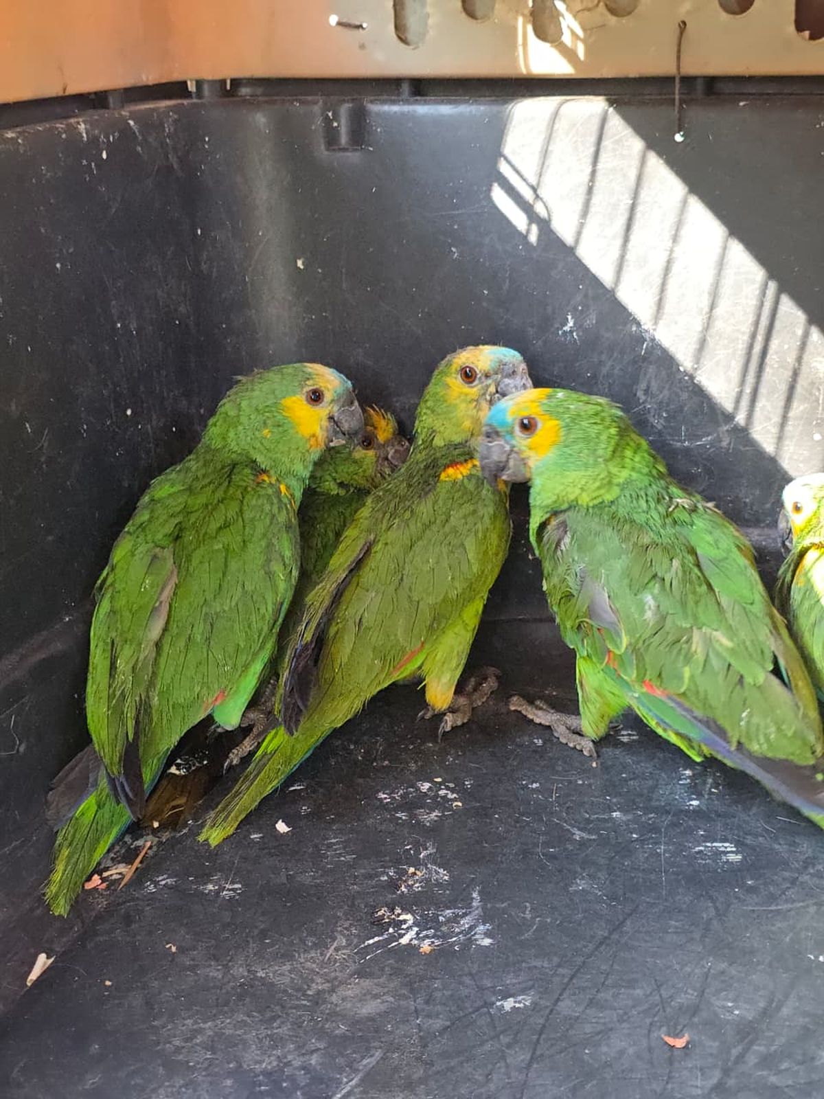 Jujuy fortalece su compromiso con la fauna autóctona Jujuy fortalece su compromiso con la fauna autóctona