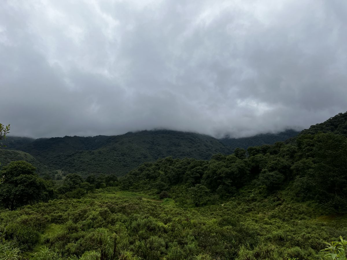 Protección de bosques nativos: Jujuy es una de las provincias que mejor cumple con la ley