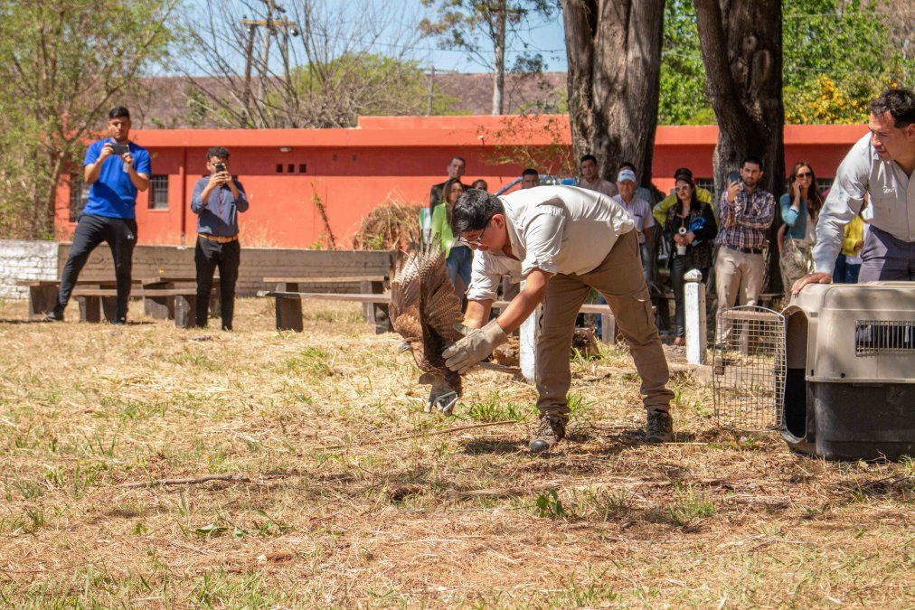 CAFAJU: 7 años cuidando a la fauna autóctona de Jujuy