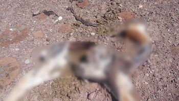 Investigan la muerte de vicuñas en la Reserva Provincial Altoandina de la Chinchilla