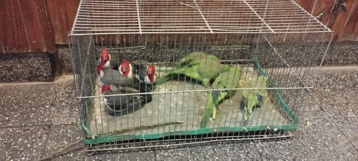La Policía recuperó aves autóctonas que estaban a la venta