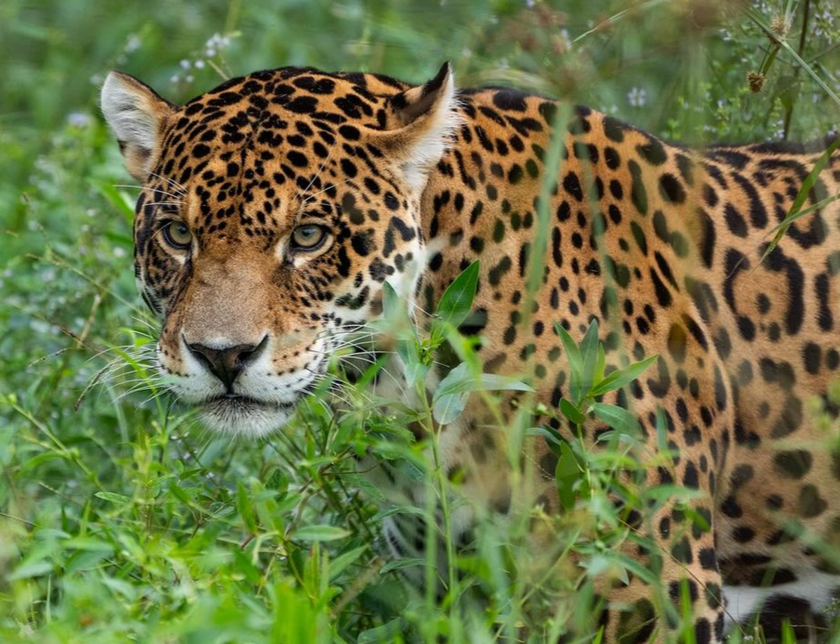 Jujuy anuncia que por primera vez en las Yungas argentinas se estudiará a la especie utilizando tecnología satelital