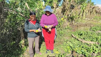Desarrollo Humano fortalece huertas comunitarias
