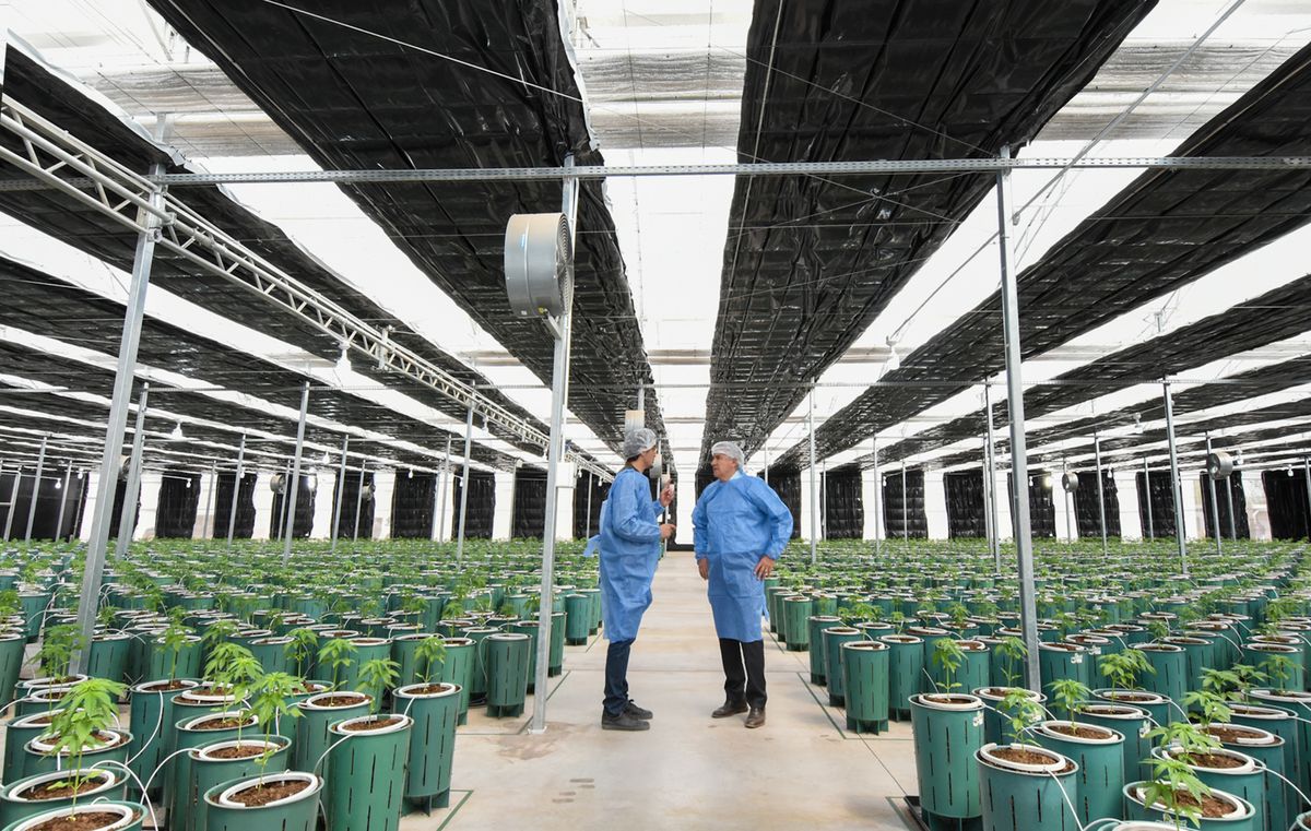 Nuevos Invernaderos para producir Cannabis Medicinal de la más alta calidad
