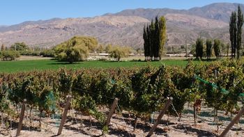 Enoturismo en Jujuy: se realizó la jornada 