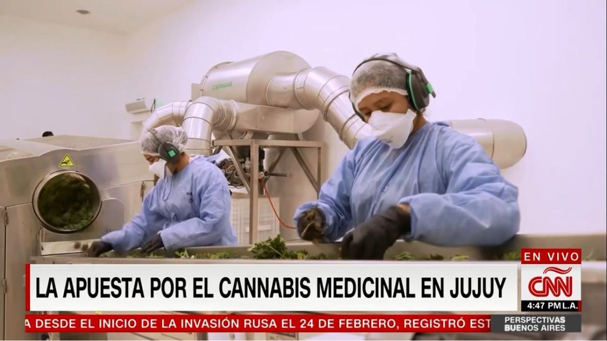 Destacan a Jujuy como polo de producción de Cannabis Medicinal en Argentina
