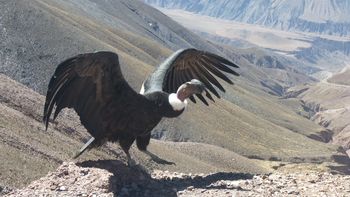 El Cóndor Andino declarado Monumento Natural Provincial