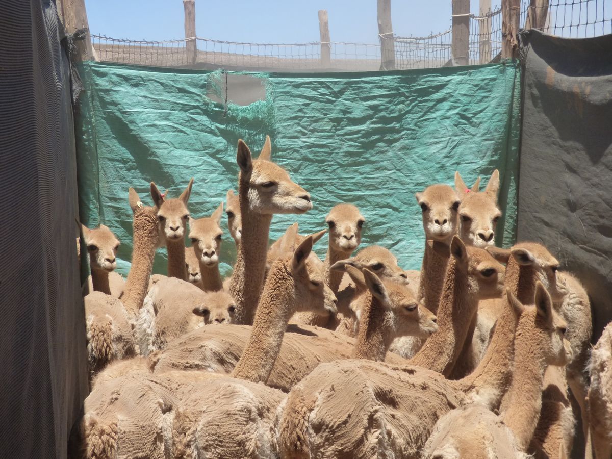 Vicuñas
