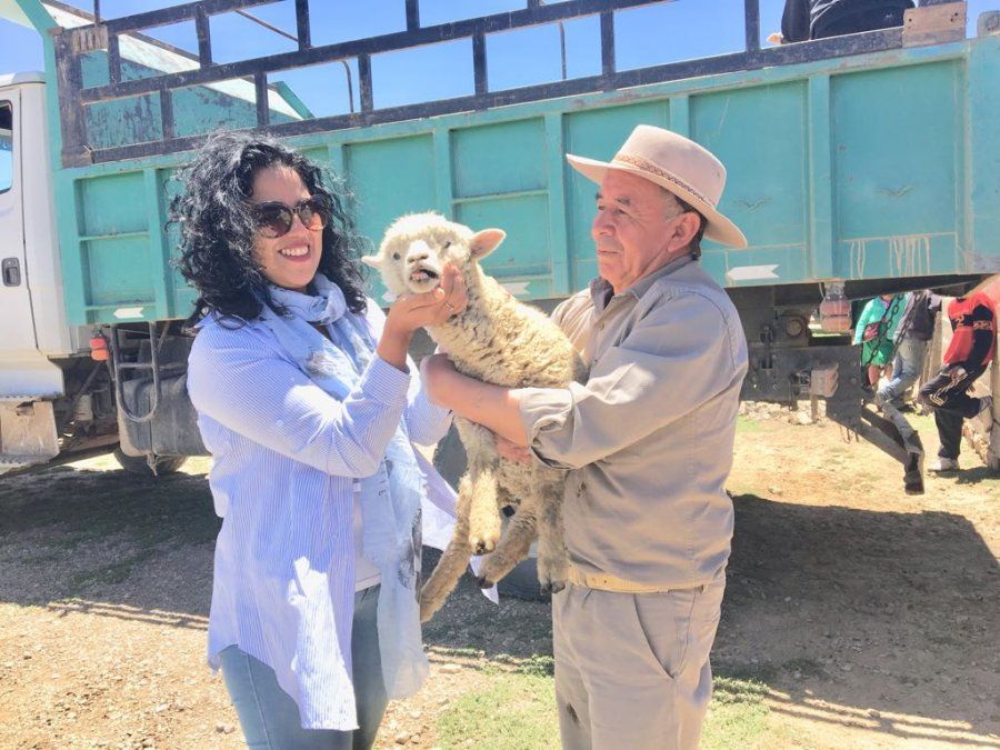 Entregaron ovinos a productores de Abra Pampa