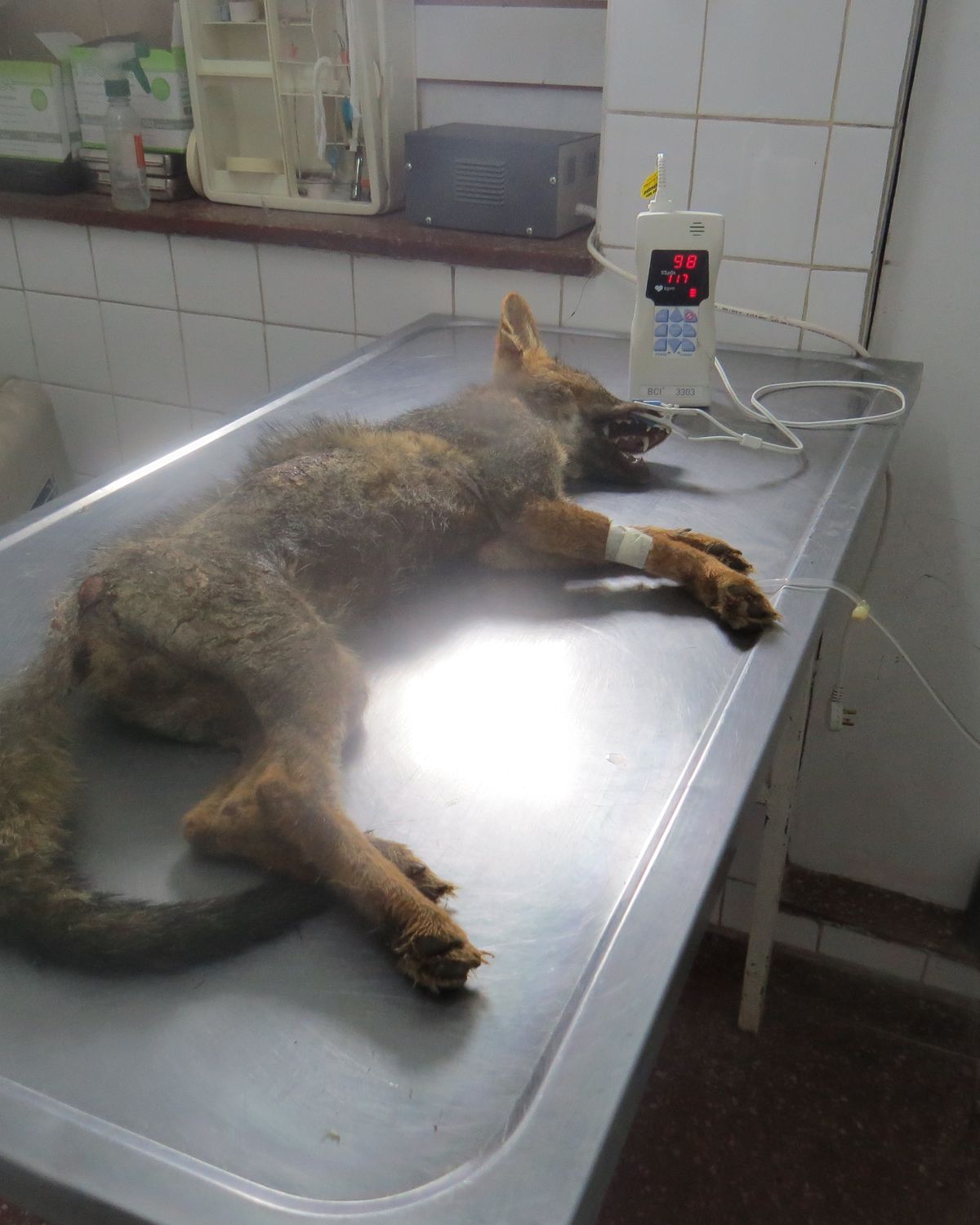 Importante  rescate de un zorro gris en Alto Comedero