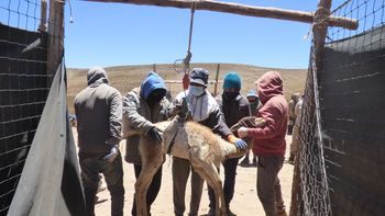 el condor: el gobierno acompana procesos de obtencion de fibra de vicunas