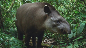 el tapir fue declarado monumento natural provincial